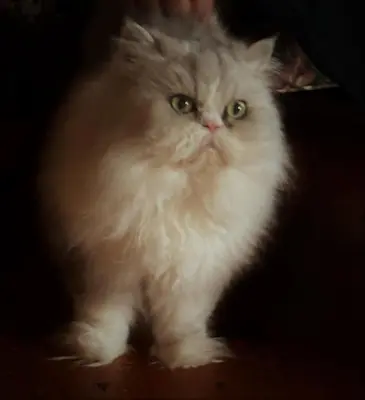 a white cat is sitting on a table at Private setting on country farm near Rhinebeck in Clinton Corners