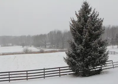 a snow covered field with a christmas tree next to a fence at Farm Stay Close to Ski Adventures in Pleasant Mount