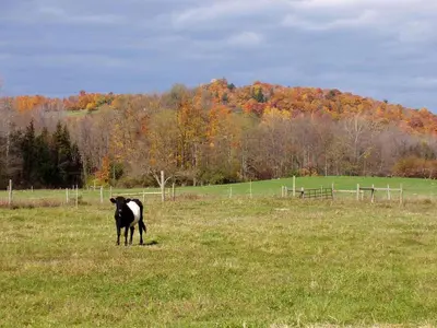 a black and white cow standing in a field at Gorgeous Getaway Suite in a Converted Barn near Hudson, New York in Hudson